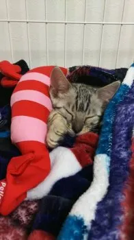 ゆり 様のお迎えした子猫