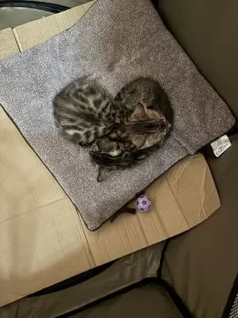 月と星 様のお迎えした子猫