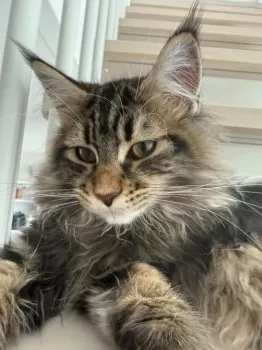 A.C 様のお迎えした子猫