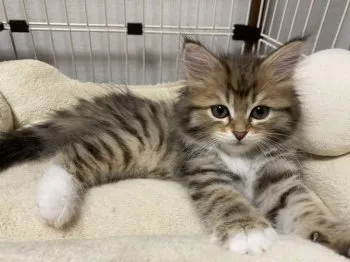 メロン 様のお迎えした子猫