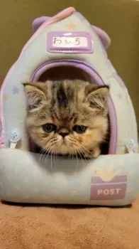 とっとこ 様のお迎えした子猫