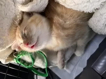 おもち 様のお迎えした子猫