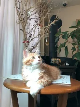 ディールママ 様のお迎えした子猫