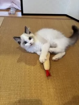 T.A 様のお迎えした子猫