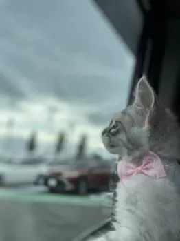 A.K 様のお迎えした子猫