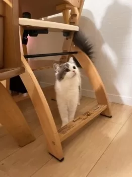 Y.S 様のお迎えした子猫