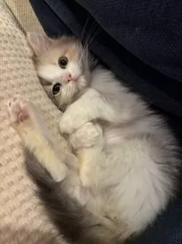 N.W 様のお迎えした子猫