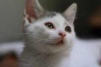 赤い自転車 様のお迎えした子猫