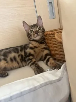 てときん 様のお迎えした子猫