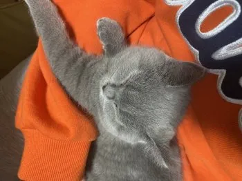 ゆん 様のお迎えした子猫
