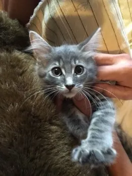 マヌータ 様のお迎えした子猫