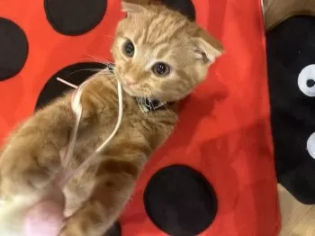 aki 様のお迎えした子猫