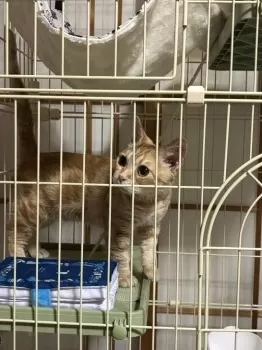 ごま 様のお迎えした子猫