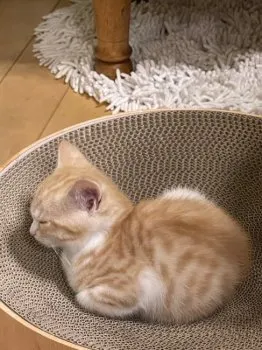 H.H 様のお迎えした子猫