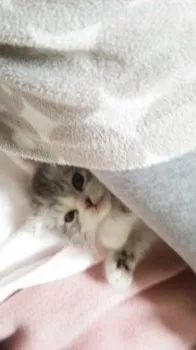 イリッコ 様のお迎えした子猫