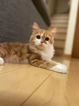 M.Y 様のお迎えした子猫