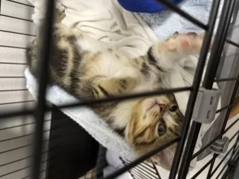 やのち 様のお迎えした子猫