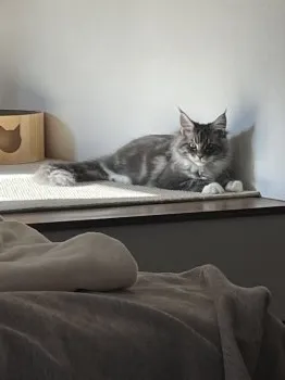 メイ 様のお迎えした子猫