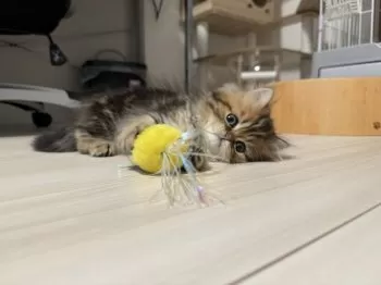 H.H 様のお迎えした子猫