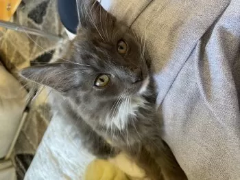 M.K 様のお迎えした子猫