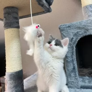 かりん 様のお迎えした子猫