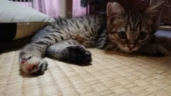 いちり 様のお迎えした子猫