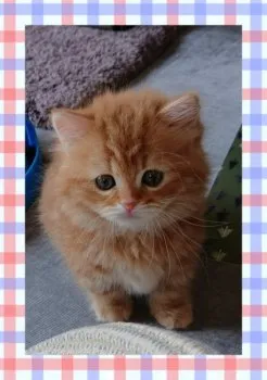 TS 様のお迎えした子猫
