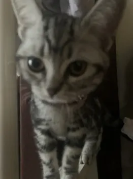 M.K 様のお迎えした子猫