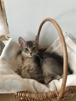 けい 様のお迎えした子猫