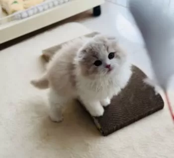 Y.M 様のお迎えした子猫