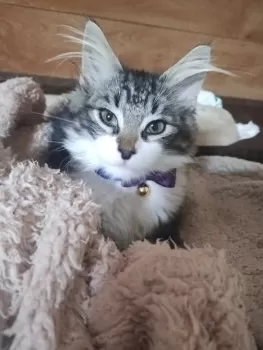 しろぴょこ 様のお迎えした子猫