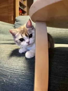 ysk 様のお迎えした子猫