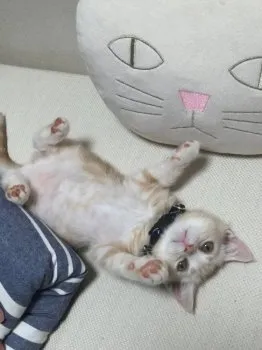 Mii 様のお迎えした子猫
