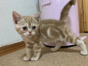 ひか 様のお迎えした子猫