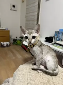 tohohoabe 様のお迎えした子猫