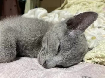 櫻母 様のお迎えした子猫