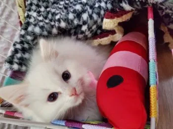 MN 様のお迎えした子猫