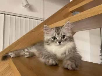 RN 様のお迎えした子猫