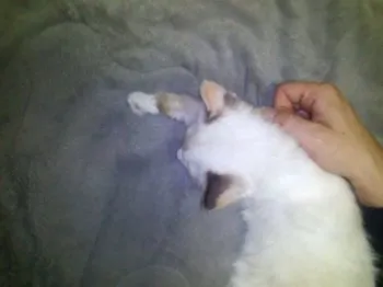 タカノ 様のお迎えした子猫