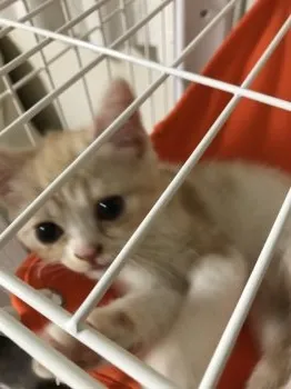 さい 様のお迎えした子猫