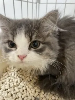 N.K 様のお迎えした子猫