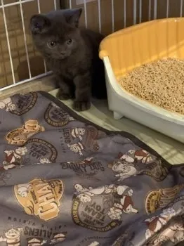 オバハン 様のお迎えした子猫