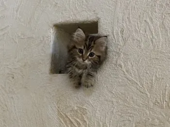 A.W 様のお迎えした子猫