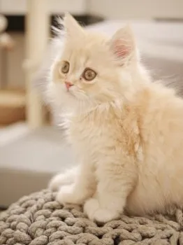 Felix 様のお迎えした子猫