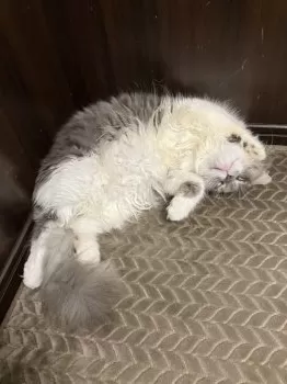 M.M 様のお迎えした子猫