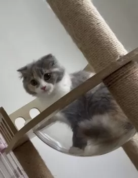 M.T 様のお迎えした子猫
