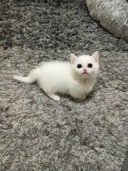 saki 様のお迎えした子猫