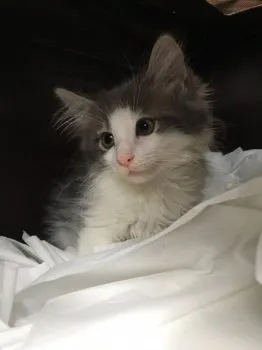 おんちゃん 様のお迎えした子猫