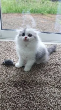 ねこすきすき 様のお迎えした子猫