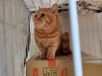 Y.T 様のお迎えした子猫